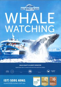 Sea World Whale Watching 23